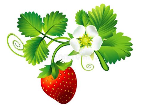 Vector Strawberry Frame Isolated On Background Stock Vector