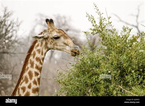 South African Giraffe Head And Shoulders View In Chobe National Park