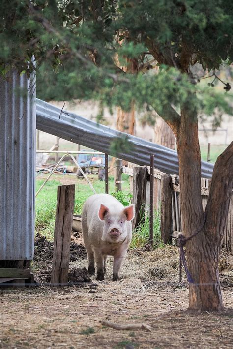 «Free Range Pig On Hobby Farm» del colaborador de Stocksy «Rowena ...