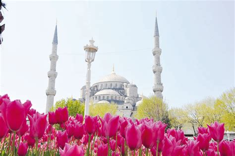 Annual Istanbul Tulip Festival Quiet But Colourful As Ever Oman Observer