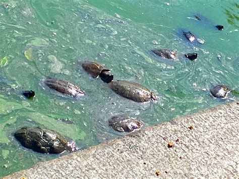 Central Park Has Hungry Turtles! Here’s Video Of These Voracious