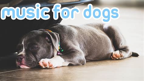 Dog Music! Deep Sleep Songs for Dogs to Relax! NEW 2019! - YouTube