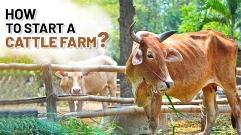 What is Cattle Farming : Tips and Types Explained