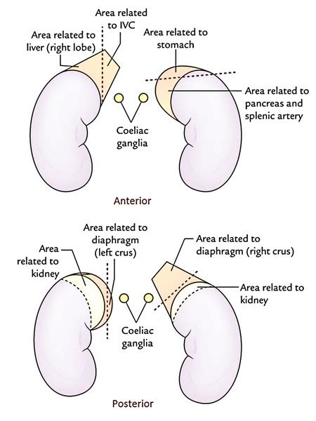 Suprarenal Arteries