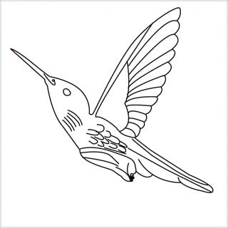 How To Draw A Hummingbird Step by Step - [12 Easy Phase] + [Video]