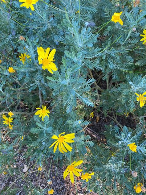 Photo Of The Virides Flower Of Euryops Pectinatus The Grey Leaved Euryops Stock Image Colourbox