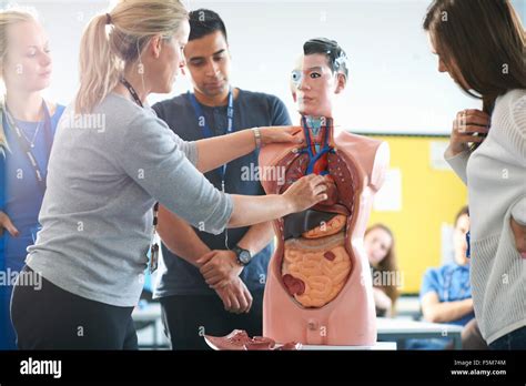 Anatomie Masculine Chez Les Adolescentes Banque De Photographies Et D