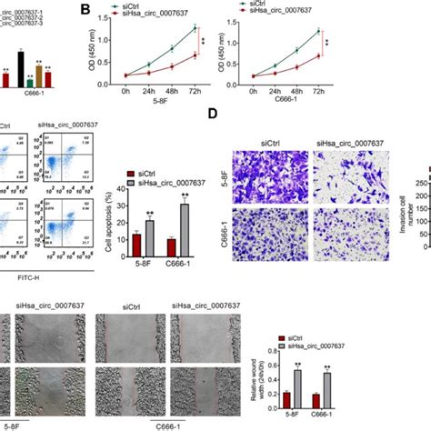 Hsa Circ Knockdown Decreased Proliferation Invasion Migration