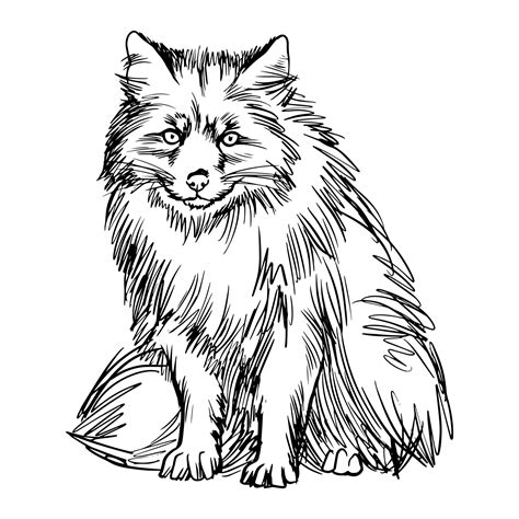 Premium Vector Black And White Illustration Of Red Fox Portrait