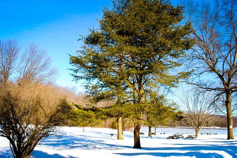 Virginia Pine Trees For Sale Online | The Tree Center™