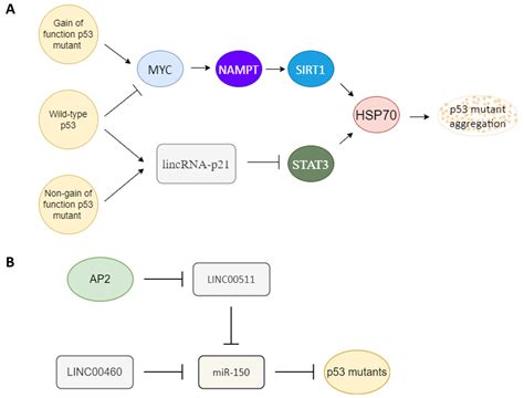 Biomedicines Free Full Text P63 And P73 Activation In Cancers With P53 Mutation