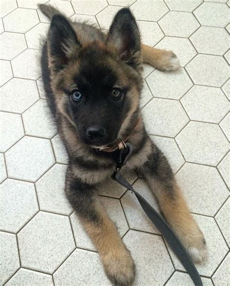 Husky Mix German Shepherd Baby