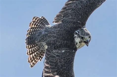 13 Eagle Facts About The Majestic Bird Of Prey