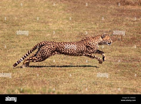 Cheetah Acinonyx Jubatus Adult Hunting Running South Africa Stock