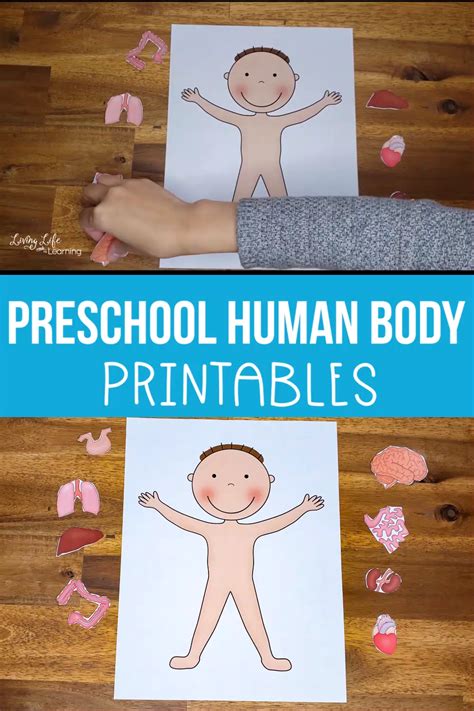 Human Body Printables