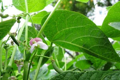 Reasons Your Green Bean Leaves Are Turning Yellow