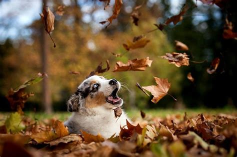 Autumn | Обои с животными, Обои с собаками, Австралийская овчарка
