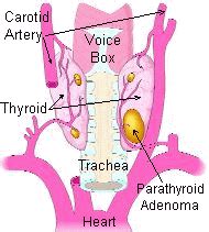 Parathyroid Gland Overview: Parathyroid Function, Parathyroid Location, Parathyroid Gland Disease.