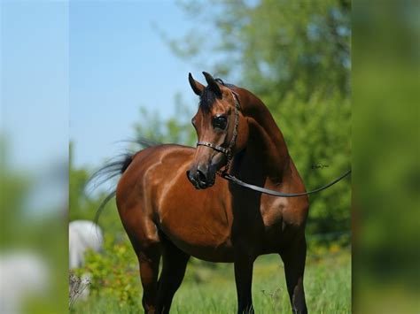 Koń czystej krwi arabskiej Klacz 8 lat 151 cm Gniada in LODZ