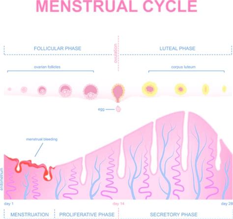 IMPLANTATION BLEEDING can be treated - FindaTopDoc