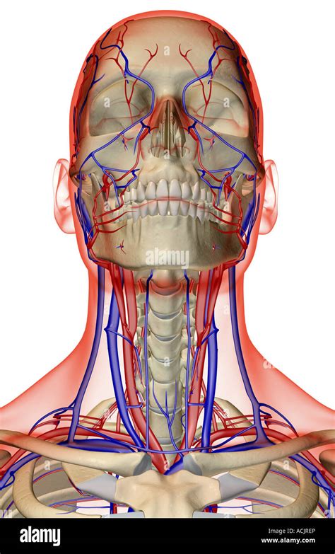 The Blood Supply Of The Head Neck And Face Stock Photo Alamy