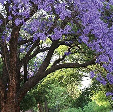 Jacaranda Mimosifolia Jacarandá flores azuis Flores Frescas Online