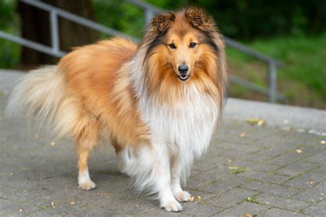 Shetland Sheepdog Lifespan: A Comprehensive Longevity Guide
