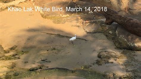 Khao Lak White Bird March 14 2018 Youtube