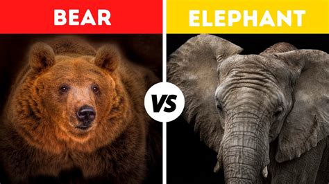 Elephant Vs Bear