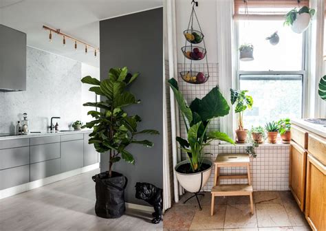 Ideas Pr Cticas Para Decorar La Cocina Con Plantas Y Darle Un Estilo