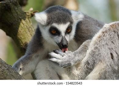 Ringtailed Lemur Tongue Stock Photo 154823543 | Shutterstock