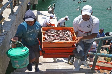 Reglamento de seguro para pescadores artesanales se publicará este mes