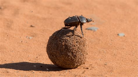 The African Dung Beetle Navigates Earth Using The Stars Discvrblog