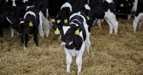 Selecting a calf milk replacer - Agritech