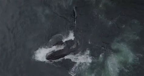 Never-Before-Seen Feeding Behavior Of Humpback Whales Is Captured On Video | Rare animals, Pet ...