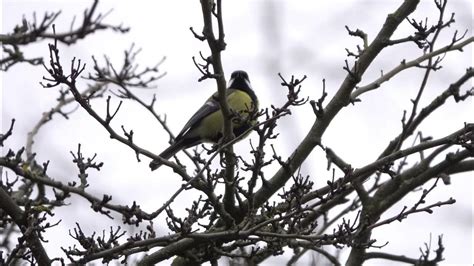 Great Tit Singing Youtube