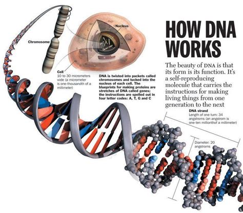 Genetically Modified Humans 4 Kinds We Can Now Create