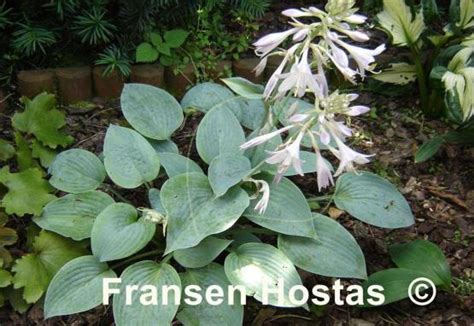 Hosta Fragrant Blue Fransen Hostas