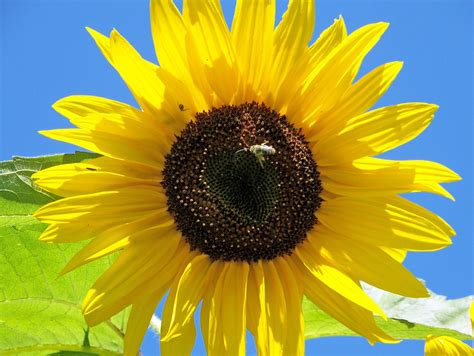Sunflower Free Stock Photo - Public Domain Pictures