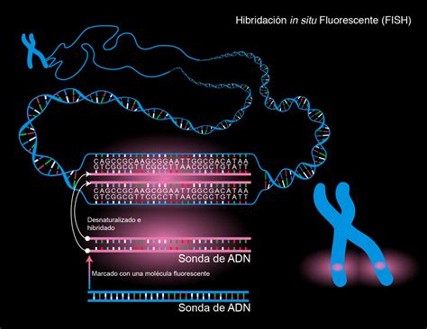 Nesse Contexto Essa Técnica É Importante Para Detectar Genes - Qué técnicas se utilizan para la identificación de genes - geneticahoy.com