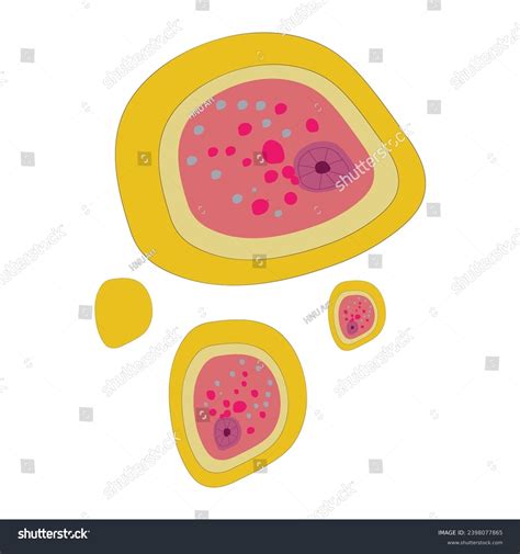 Typical Structure Of Entamoeba Histolytica Royalty Free Stock Vector 2398077865