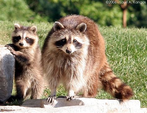 Animals
