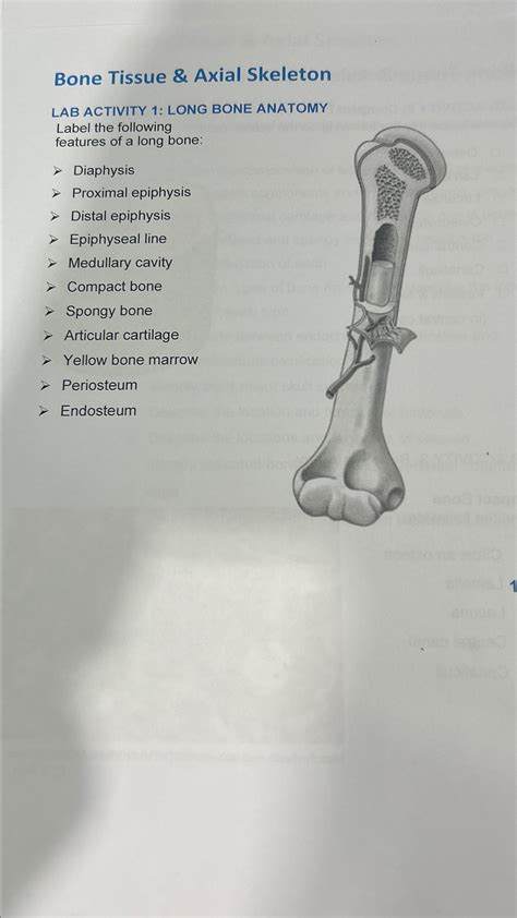 Solved Bone Tissue & Axial SkeletonLAB ACTIVITY 1: LONG BONE | Chegg.com