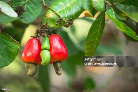 Cashew Nut Fruit High-Res Stock Photo - Getty Images