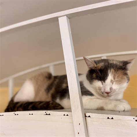 The daily bulldog obituary section has a surprising focus on pets