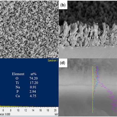 Surface Morphology A Cross Section Morphology B Surface Elemental