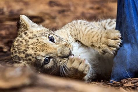 Erster Gesundheits Check beim Löwennachwuchs im Zoo Heidelberg