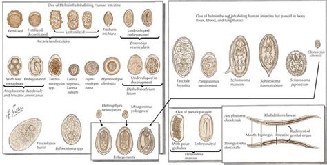 Parasitic Infections Obgyn Key