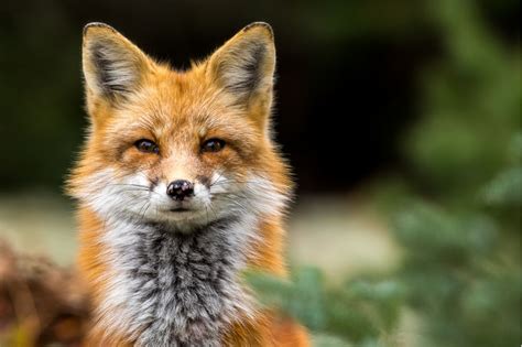Krafttier Fuchs: Bedeutung und Botschaften | GALA.de