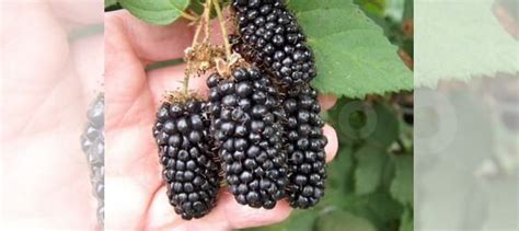 Натчез - саженцы летнего сорта ежевики купить в Выселках | Товары для ...